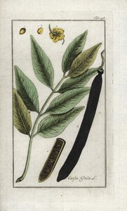 سين زائفة، شجرة خروب مزيفة، دش ذهبي أو كانفير (كاسيا فيستولا). مطبوعة حجرية من "Afbeelding der Artseny-Gewassen" ليوهانس زورن (1739-1799)، هولندا بواسطة فنان غير معروف