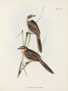 العصافير ، ج 1832-1836 بواسطة فنان غير معروف