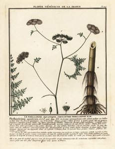 Fineleaf water dropwort ، Oenanthe aquatica. بواسطة فنان غير معروف