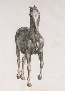First dissected layer of a horse, front view بواسطة غير معروف