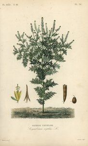 Flixweed ، عشب صوفيا أو خردل حشيشة الدود ، Descurainia صوفيا ، Sisymbrium صوفيا ، Sisybre parviflore بواسطة غير معروف