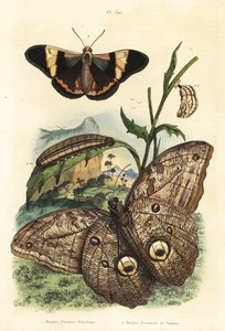 فراشة بومة عملاقة في الغابة ، Caligo eurilochus 1 و Brassolis sophorae butterfly ، pupa و caterpillar 2 بواسطة غير معروف
