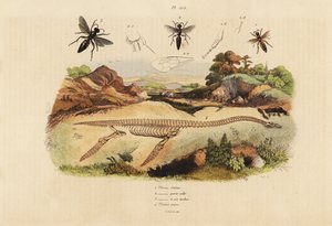 هيكل عظمي أحفوري للبيزيوصورات المنقرضة 4 ، والدبابير ، Plesia الأنواع 1-3 بواسطة غير معروف