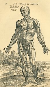 Front of male human body, an anatomical study originally published in De Humani Corporis Fabrica Libri Septem (on the fabric of the human body in seven books) by Andreas Vesalius, published Basel بواسطة غير معروف