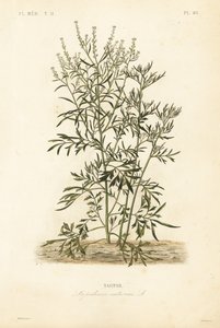 رشاد الحديقة ، الخردل ، حب الرشاد أو الفلفل ، Lepidium sativum ، Nasitor بواسطة غير معروف