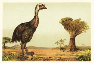 moa العملاق وشجرة التنين 1908 (ليثوغراف) بواسطة فنان غير معروف