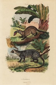 زباد النخيل الذهبي ، Paradoxurus zeylonensis 1 وزباد النخيل الآسيوي ، Paradoxurus hermaphroditus 2 بواسطة غير معروف