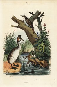 grebe ذو القمة العظيمة ، Podiceps cristatus 1 ، الضفدع الأخضر ، Pelophylax esculentus 2 ، والزاحف الشجاع الأوراسي ، Certhiailiaris 3 بواسطة غير معروف
