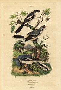 الصرخة الرمادية الكبيرة ، Lanius Excubitor ، المالية المدعومة باللون الرمادي ، Lanius excubitoroides ، والضربة المالية ، Lanius collaris Pie Grieche commune ، septentrionale ، Financial بواسطة غير معروف