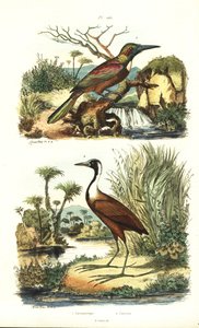 الجاكامار العظيم ، Jacamerops aureus ، و jacana الشمالي ، Jacana spinosa بواسطة غير معروف