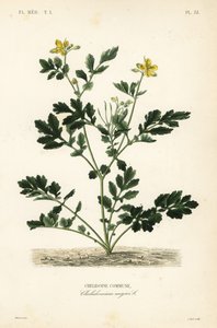 أكبر بقلة الخطاطيف ، Chelidonium majus ، بلدية Chelidoine بواسطة غير معروف