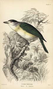طائر البيكارد ذو الظهر الأخضر، Pachyramphus viridis (منقار كوفييه، Pachyrhynchus cuvierii). نقش فولاذي ملون باليد لويليام ليزارس بعد رسم توضيحي لويليام سوينسون من مكتبة عالم الطبيعة للسير ويليام جاردين: علم الطيور: صائد الذباب، إيدن بواسطة فنان غير معروف