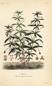 زهرة البنفسج الأخضر أو الحدباء ، Hybanthus calceolaria ، Pombalia ipecacuanha ، Pombalie بواسطة غير معروف