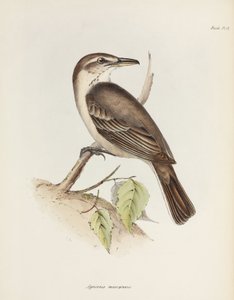 صرد ذو بطن رمادي ، ج 1832-1836 بواسطة غير معروف