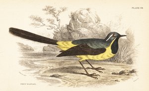 الذعرة الرمادية ، Motacilla cinerea. 1889 (نقش) بواسطة فنان غير معروف
