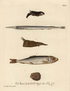سمك الجورنارد، من نوع Chelidonichthys 1، وسمك الإبرة، بيلون بيلون 2، وسمك البقر طويل القرن، لاكتوريا كورنوتا 3، وسمك الرنجة، كلوبيا هيرنغوس 4، وسمك النيص قليل العمود الفقري، تشيلوميكتيروس ريتشولاتوس 5. نقش على لوحة نحاسية ملونة باليد بعد رسم توضيحي ليوهان بواسطة فنان غير معروف