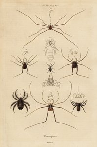 الحاصدون ، أو الحاصدون ، أو السيقان الطويلة ، أنواع Opiliones بواسطة غير معروف