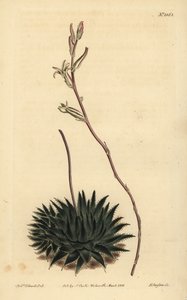 Haworthia pumila أو Tulista pumila (صبار العنكبوت داكن الأوراق ، الألوة أراكنويدس بوميلا) بواسطة غير معروف