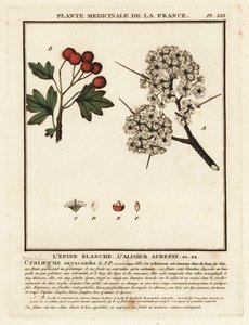 الزعرور ، Crataegus rhipidophylla بواسطة فنان غير معروف