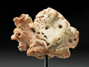 رأس ميدوسا ، من باكتريا أو غاندهارا ، القرنين الثاني والأول قبل الميلاد (المرجان الوردي) بواسطة غير معروف