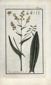 عشبة القديس فيليب (إيساتيس تينكتوريا ساتيفا). مطبوعة حجرية من "Afbeelding der Artseny-Gewassen" ليوهانس زورن (1739-1799)، هولندا بواسطة فنان غير معروف