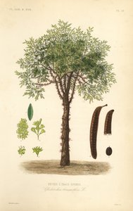 جراد العسل أو شجرة الجراد الشائكة ، Gleditsia triacanthos ، Gleditschia triacanthos ، Fevier a trois epines بواسطة غير معروف