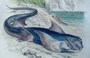 رسم توضيحي لكيميرا (Hydrolagus colliei) بواسطة فنان غير معروف