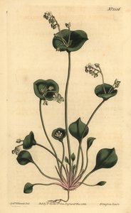 خس هندي ، Perfoliate claytonia ، Claytonia perfoliata بواسطة غير معروف