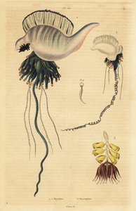 رجل الحرب البرتغالي في المحيطين الهندي والهادئ ، Physalia utriculus 1 ، Azores man-of-war ، Physalia physalis 2 و Siphonophora zoophyte ، Physsophora disticha 3. Physsophore بواسطة غير معروف