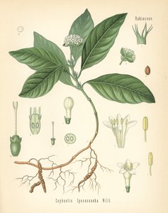 Ipecacuanha, Carapichea ipecacuanha (Cephaelis ipecacuanha). مطبوعة بالكروموليثوغرافيا بعد رسم توضيحي نباتي من كتاب النباتات الطبية لهيرمان أدولف كولر، تحرير غوستاف بابست، كولر، ألمانيا بواسطة فنان غير معروف