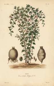 Jalap vine ، Ipomoea jalapa ، Convolvulus jalapa ، Jalap بواسطة غير معروف