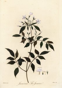 ياسمين ، ياسمينوم أوفيسينال. 1805 (نقش) بواسطة فنان غير معروف