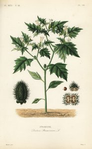 Jimsonweed أو فخ الشيطان ، الداتورة stramonium ، Stramoine بواسطة غير معروف