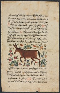 خار (الحمار) ، من نزهة نامه يي علي (كتاب الاستشارة الممتاز) لشهمردان بن أبي الخير. بواسطة غير معروف