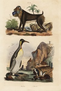 البطريق الملك ، Aptenodytes patagonicus 1 ، و Mandrill ، Mandrillus Sphinx ، ضعيف ، 2 بواسطة غير معروف