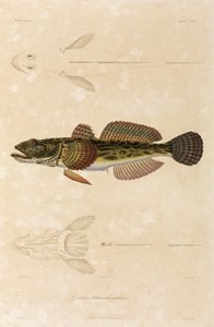 Knout goby ، البحر الأسود بواسطة غير معروف