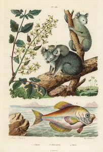 Koala و Phascolarctos cinereus 1 و 2 وشجرة الورنيش و Koelreuteria paniculata 3 و humphead الهندي و Kurtus indicus 4. كوالا و kolreuterie و kurte بواسطة غير معروف