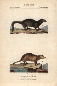 La mangouste et le suricate - Eau forte بقلم جان غابرييل بريتري (1780-1845)، نقش بواسطة كارنونكل، لقاموس العلوم الطبيعية: الثدييات لفريدريك كوفييه، حرره بيير جان فرانسوا توربان (1775-1840)، نشره إف جي ليفراو، وهو من تأليف باريس بواسطة فنان غير معروف