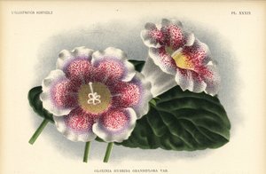 هجين جلوكسينيا كبير الأزهار من تربية فرد. Kegeljan، Gloxinia hybrida grandiflora. رسم كروموليثوغرافي لبيتر دي بانيمايكر بعد رسم توضيحي ل أ. غوسينز من كتاب جان ليندن "التوضيح البيطري"، بروكسل بواسطة فنان غير معروف
