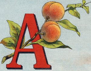 حرف أ: المشمش. نقش في "Alphabet de ma petite fille". برناردين-بيشيت وفلس ، بائعون وناشرون ، باريس ، حوالي عام 1895. ألبوم غير قابل للكسر على قماش. Bibliotheque des Bebes. 12 صفحة. ألبوم يحتوي على طريقة قراءة وتوضيحي سابق بواسطة غير معروف