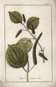 طبق فلفل طويل (بايبر لونجوم). مطبوعة حجرية من "Afbeelding der Arteny-Gewassen" ليوهانس زورن (1739-1799)، هولندا بواسطة فنان غير معروف