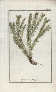 ليكوبود في النوادي أو الليكوبود الرسمي (Lycopodium clavatum). مطبوعة حجرية من "Afbeelding der Artseny-Gewassen" ليوهانس زورن (1739-1799)، هولندا بواسطة فنان غير معروف