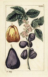 التفاح الملايو ، Syzygium malaccense. بواسطة فنان غير معروف