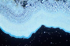 صورة مجهرية (ضوئية) سيليكا غروانية ، صورة مجهرية ضوئية بواسطة غير معروف