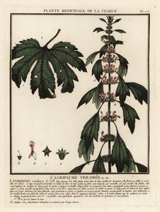 Motherwort ، ليونوروس كاردياكا. بواسطة فنان غير معروف