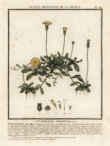 عشب الصقر الفأر ، Pilosella officinarum. بواسطة فنان غير معروف