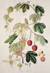 Murucuja baueri / زهرة العاطفة / زهرة العاطفة / زهرة العاطفة بواسطة غير معروف