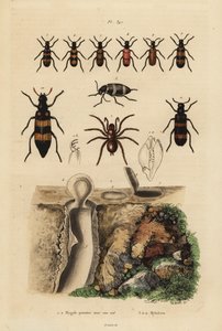 Mygalomorph trapdoor العنكبوت وعشاشه ، والخنافس ، من فصيلة Mylabris بواسطة غير معروف