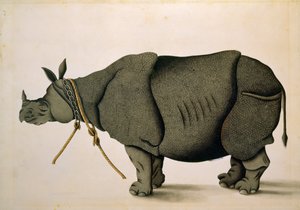 NHD-32 (47) من المحتمل أن وحيد القرن من مجموعة فرانسيس بوكانان ، حوالي 1800 ، فنان غير معروف بواسطة فنان غير معروف