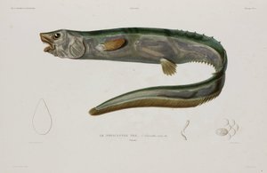 Natacanthus nasus ، أيسلندا ، أوائل القرن التاسع عشر بواسطة فنان غير معروف